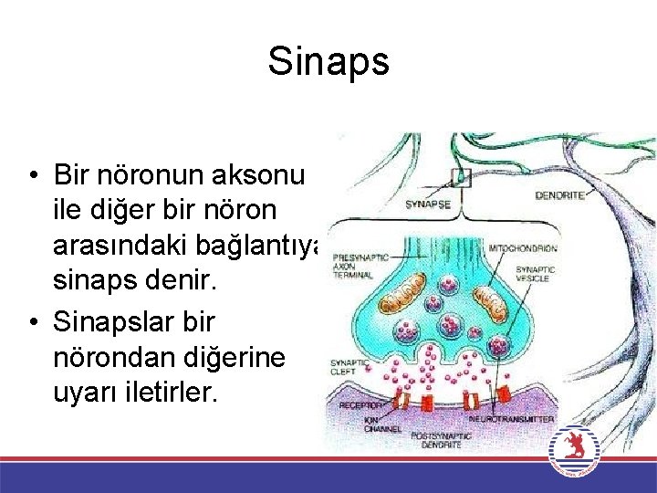 Sinaps • Bir nöronun aksonu ile diğer bir nöron arasındaki bağlantıya sinaps denir. •