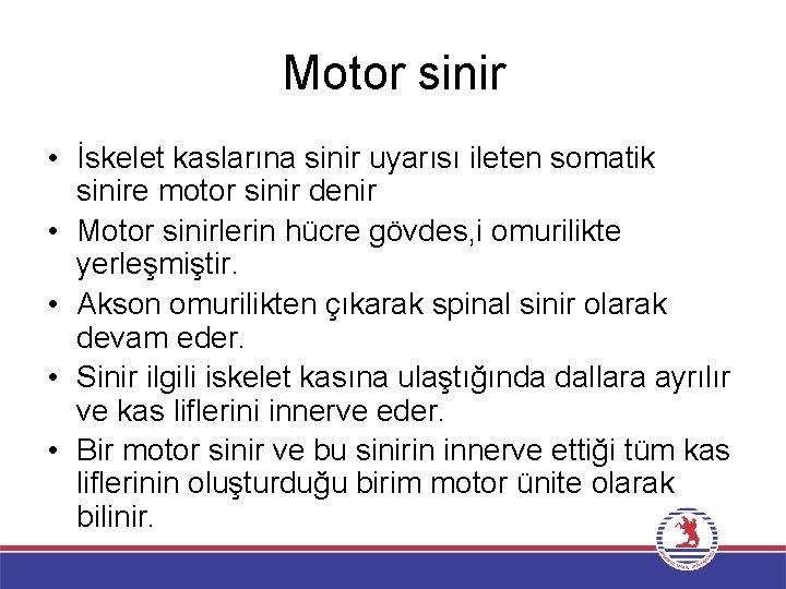 Motor sinir • İskelet kaslarına sinir uyarısı ileten somatik sinire motor sinir denir •