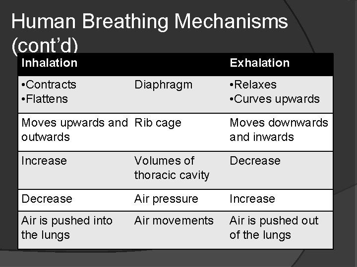 Human Breathing Mechanisms (cont’d) Inhalation • Contracts • Flattens Exhalation Diaphragm • Relaxes •