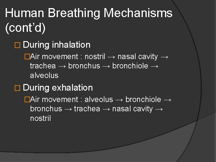 Human Breathing Mechanisms (cont’d) � During inhalation �Air movement : nostril → nasal cavity