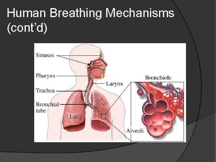Human Breathing Mechanisms (cont’d) 