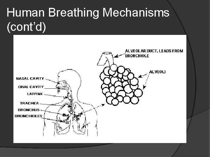 Human Breathing Mechanisms (cont’d) 