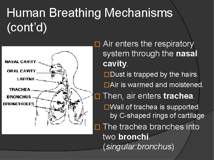 Human Breathing Mechanisms (cont’d) � Air enters the respiratory system through the nasal cavity.