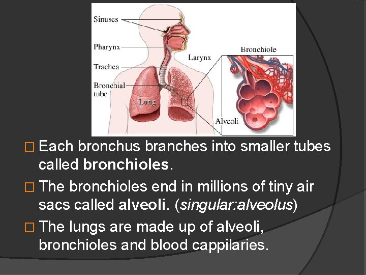 � Each bronchus branches into smaller tubes called bronchioles. � The bronchioles end in