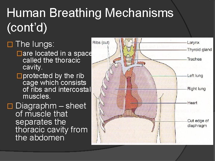 Human Breathing Mechanisms (cont’d) � The lungs: �are located in a space called the