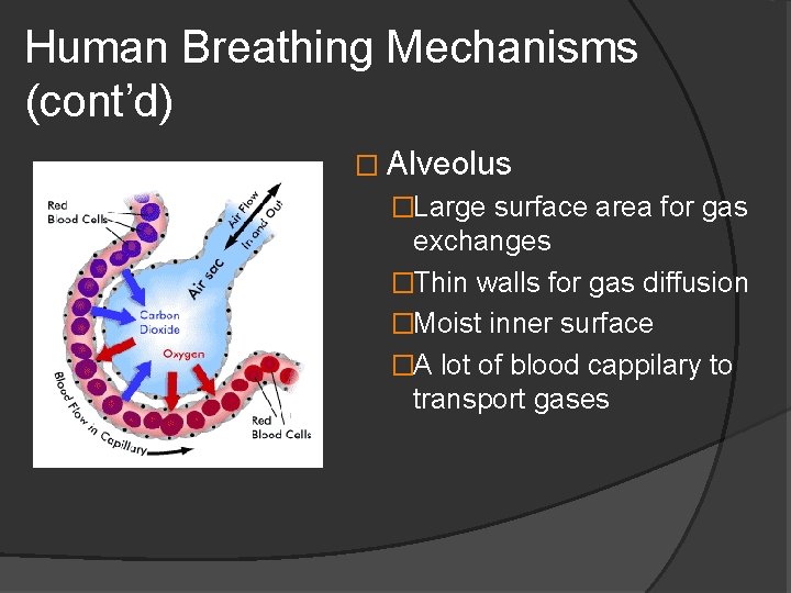 Human Breathing Mechanisms (cont’d) � Alveolus �Large surface area for gas exchanges �Thin walls
