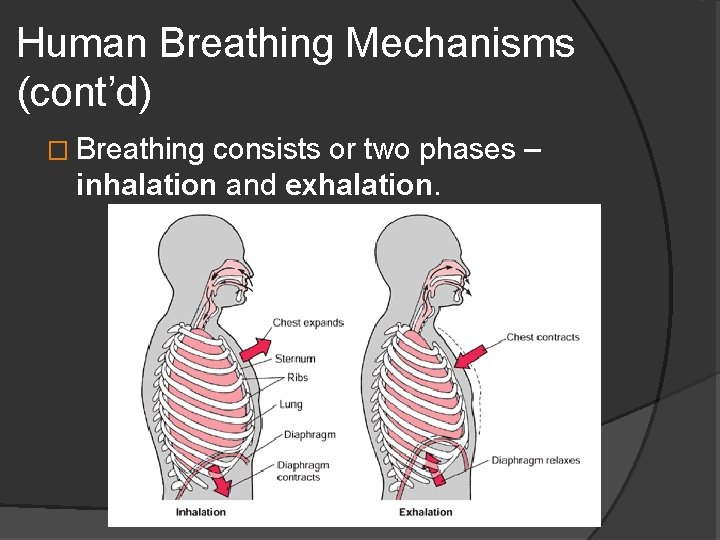 Human Breathing Mechanisms (cont’d) � Breathing consists or two phases – inhalation and exhalation.