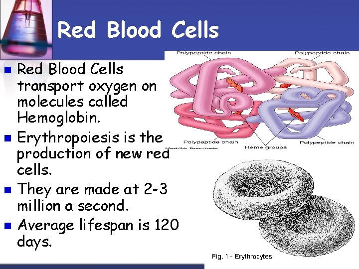 Red Blood Cells n n Red Blood Cells transport oxygen on molecules called Hemoglobin.