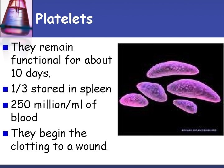 Platelets n They remain functional for about 10 days. n 1/3 stored in spleen