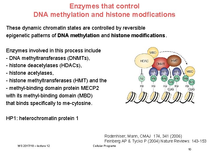 Enzymes that control DNA methylation and histone modfications These dynamic chromatin states are controlled