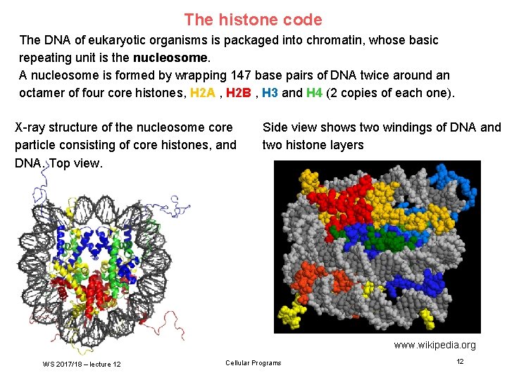 The histone code The DNA of eukaryotic organisms is packaged into chromatin, whose basic