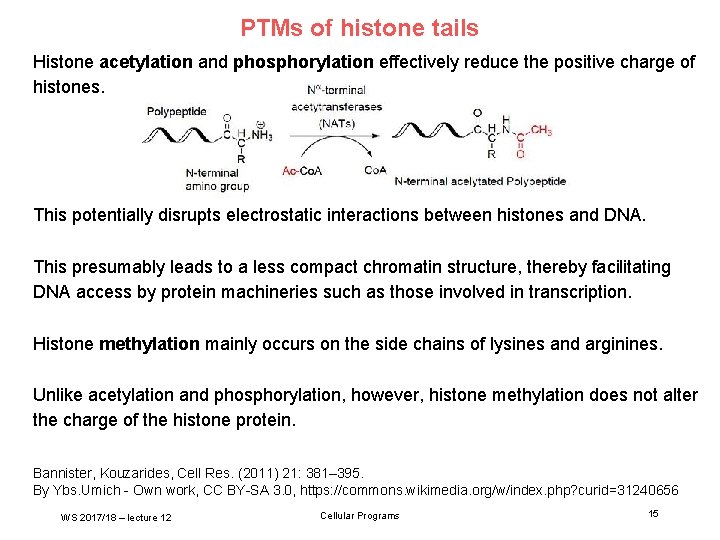 PTMs of histone tails Histone acetylation and phosphorylation effectively reduce the positive charge of