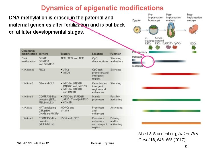 Dynamics of epigenetic modifications DNA methylation is erased in the paternal and maternal genomes