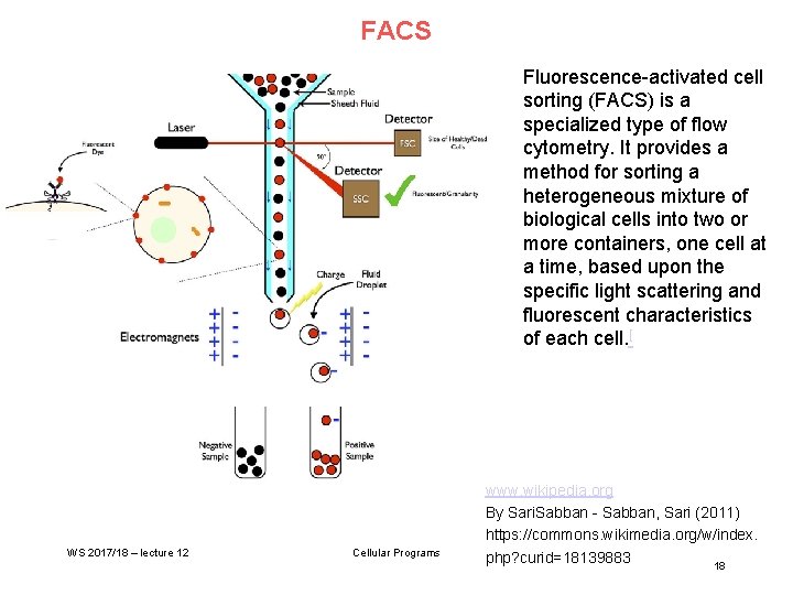 FACS Fluorescence-activated cell sorting (FACS) is a specialized type of flow cytometry. It provides