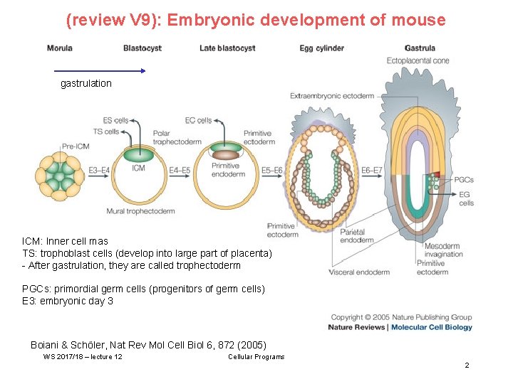 (review V 9): Embryonic development of mouse gastrulation ICM: Inner cell mas TS: trophoblast