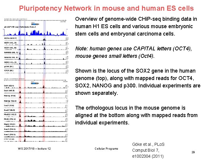 Pluripotency Network in mouse and human ES cells Overview of genome-wide CHi. P-seq binding