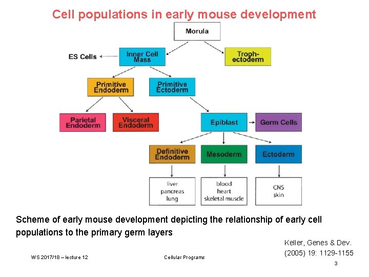 Cell populations in early mouse development Scheme of early mouse development depicting the relationship