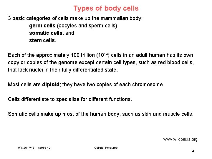 Types of body cells 3 basic categories of cells make up the mammalian body: