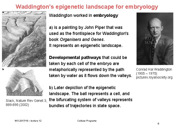 Waddington’s epigenetic landscape for embryology Waddington worked in embryology a) is a painting by