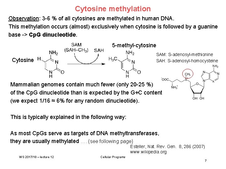 Cytosine methylation Observation: 3 -6 % of all cytosines are methylated in human DNA.