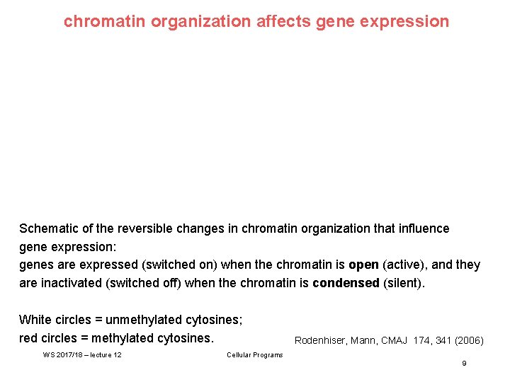 chromatin organization affects gene expression Schematic of the reversible changes in chromatin organization that