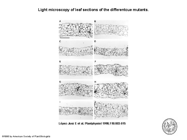 Light microscopy of leaf sections of the differentcue mutants. López-Juez E et al. Plantphysiol