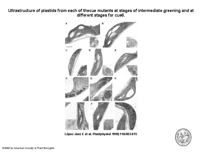 Ultrastructure of plastids from each of thecue mutants at stages of intermediate greening and