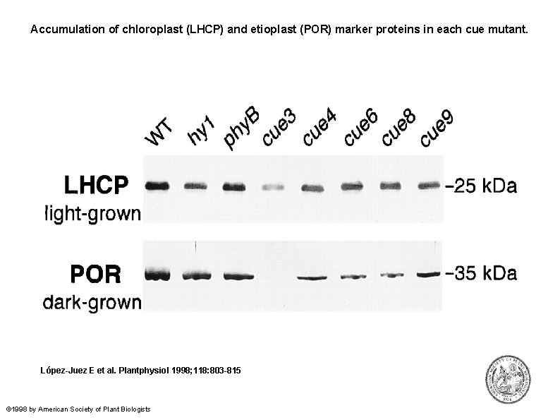 Accumulation of chloroplast (LHCP) and etioplast (POR) marker proteins in each cue mutant. López-Juez