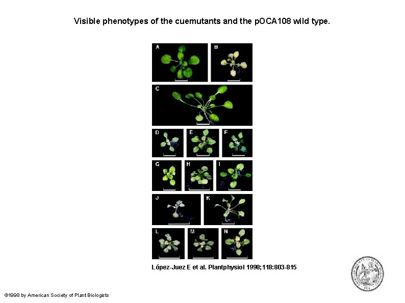 Visible phenotypes of the cuemutants and the p. OCA 108 wild type. López-Juez E