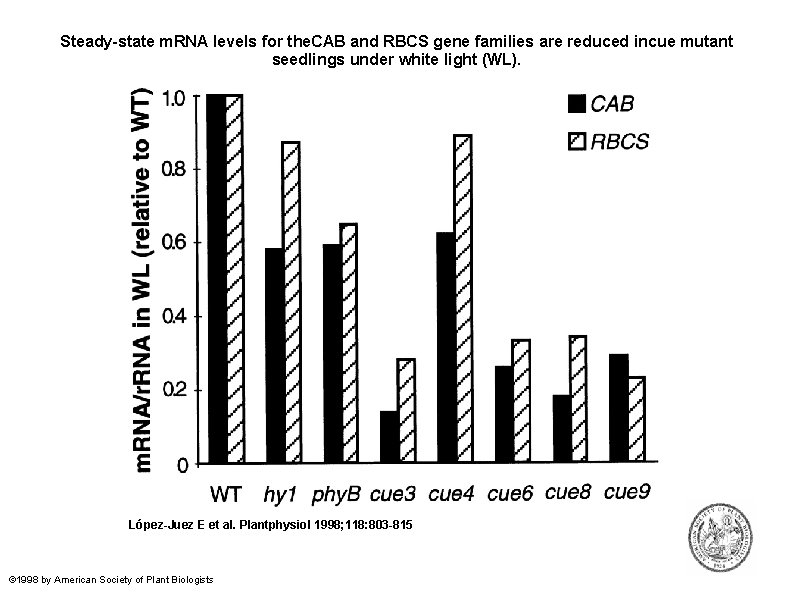 Steady-state m. RNA levels for the. CAB and RBCS gene families are reduced incue