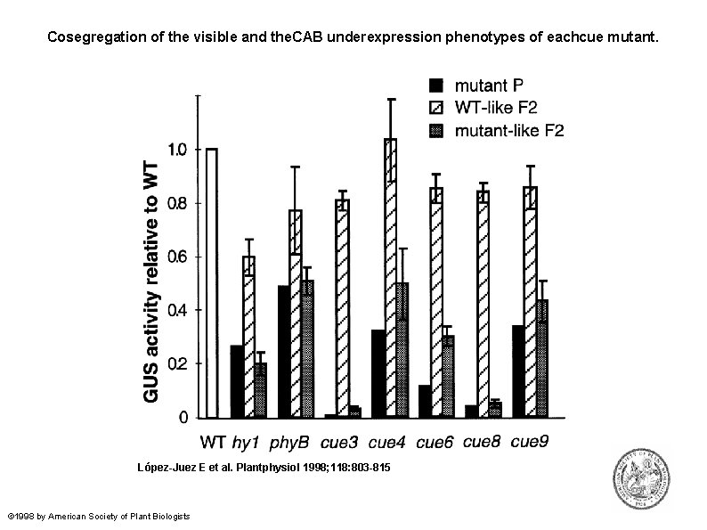 Cosegregation of the visible and the. CAB underexpression phenotypes of eachcue mutant. López-Juez E