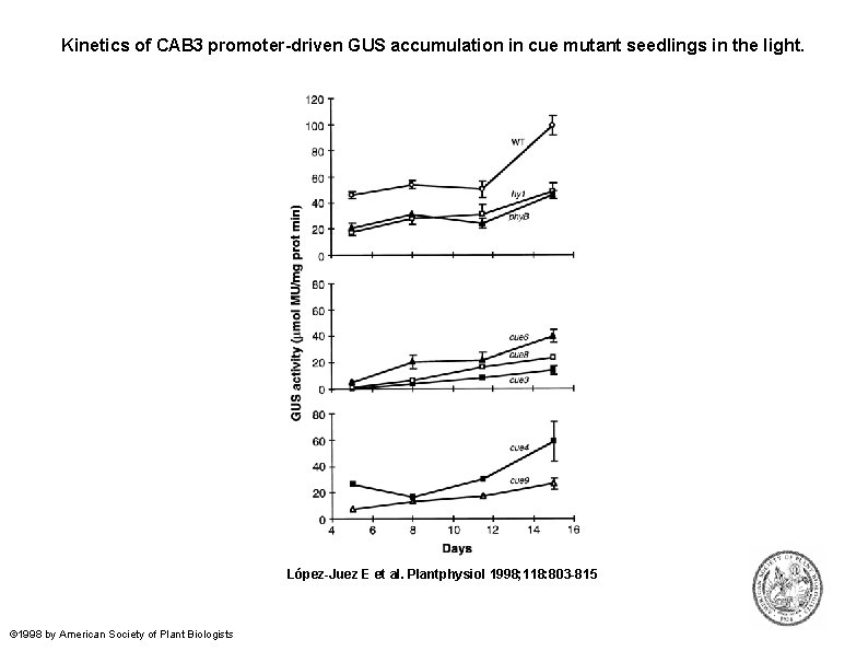 Kinetics of CAB 3 promoter-driven GUS accumulation in cue mutant seedlings in the light.