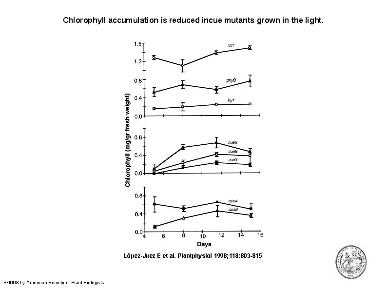 Chlorophyll accumulation is reduced incue mutants grown in the light. López-Juez E et al.