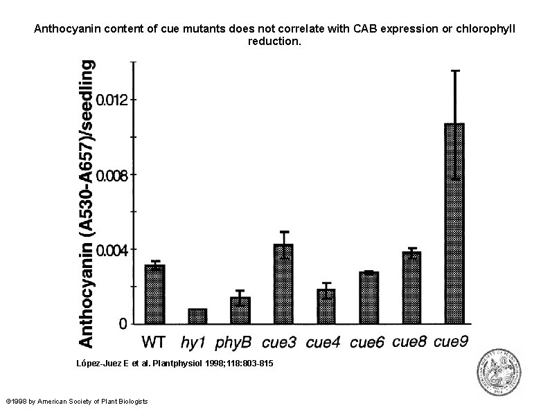 Anthocyanin content of cue mutants does not correlate with CAB expression or chlorophyll reduction.