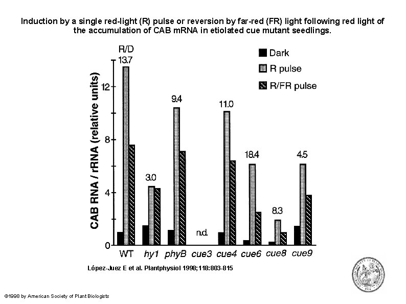 Induction by a single red-light (R) pulse or reversion by far-red (FR) light following