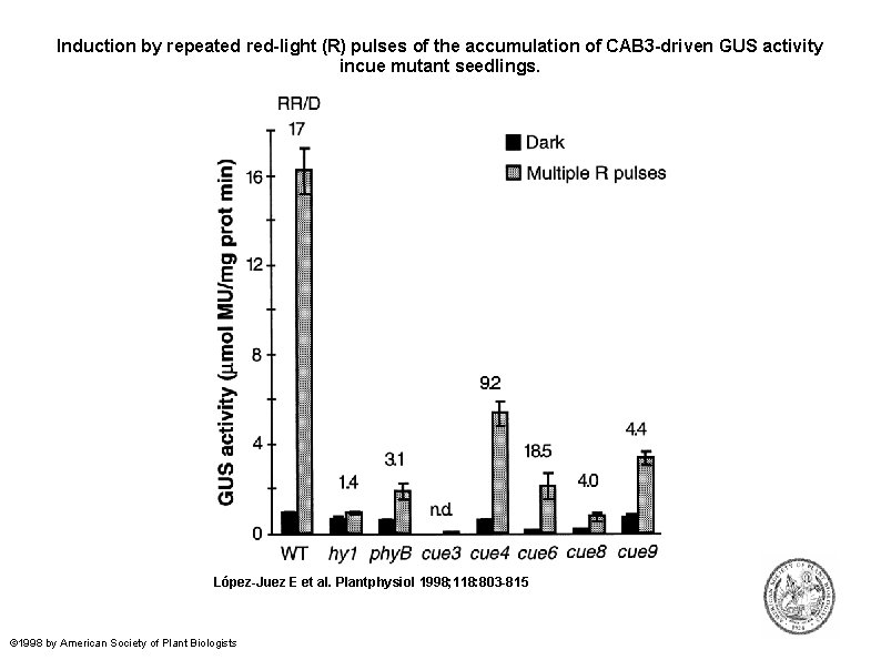 Induction by repeated red-light (R) pulses of the accumulation of CAB 3 -driven GUS