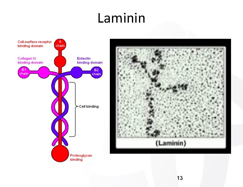 Laminin 13 