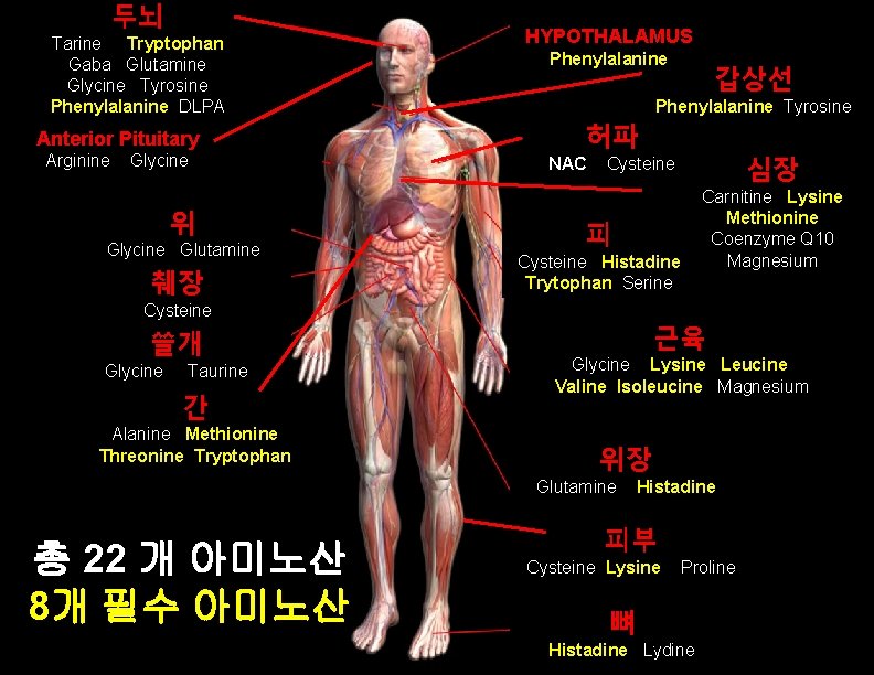 두뇌 Tarine Tryptophan Gaba Glutamine Glycine Tyrosine Phenylalanine DLPA Anterior Pituitary Arginine Glycine 위