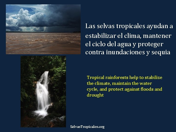 Las selvas tropicales ayudan a estabilizar el clima, mantener el ciclo del agua y