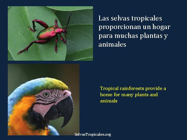 Las selvas tropicales proporcionan un hogar para muchas plantas y animales Tropical rainforests provide