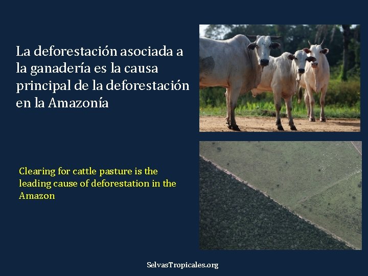 La deforestación asociada a la ganadería es la causa principal de la deforestación en