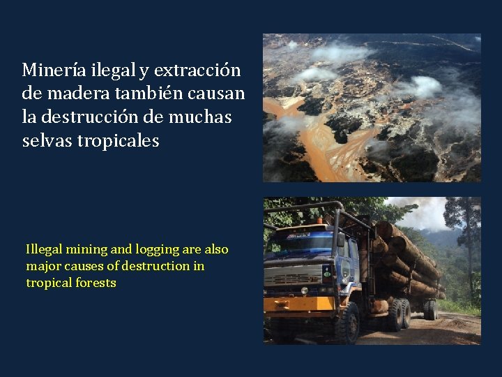 Minería ilegal y extracción de madera también causan la destrucción de muchas selvas tropicales