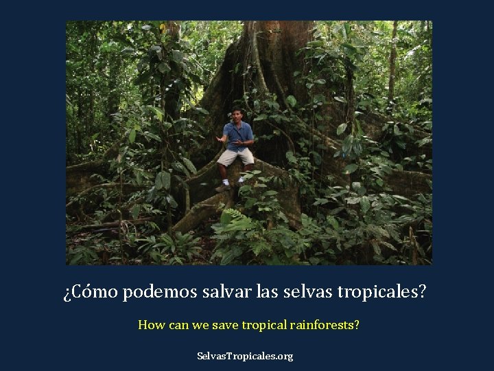 ¿Cómo podemos salvar las selvas tropicales? How can we save tropical rainforests? Selvas. Tropicales.