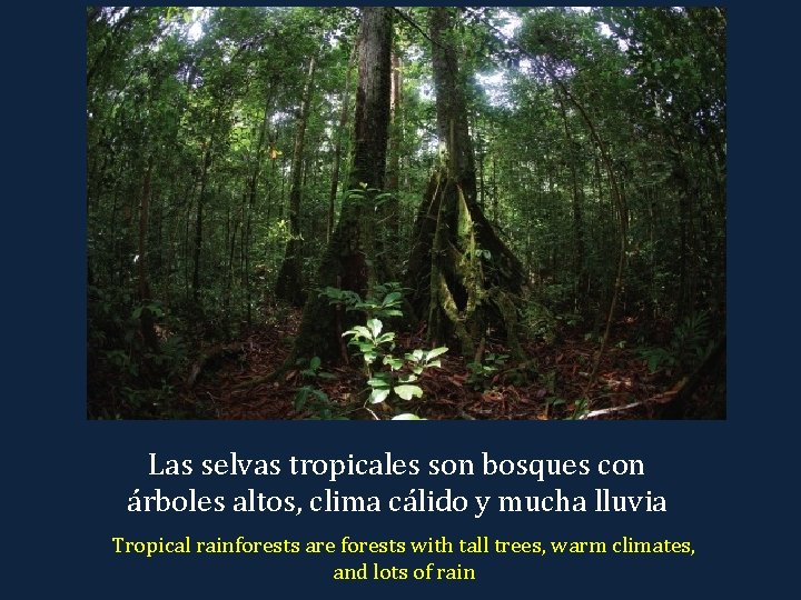 Las selvas tropicales son bosques con árboles altos, clima cálido y mucha lluvia Tropical