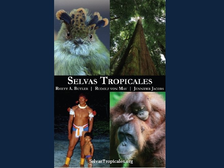 Selvas. Tropicales. org 