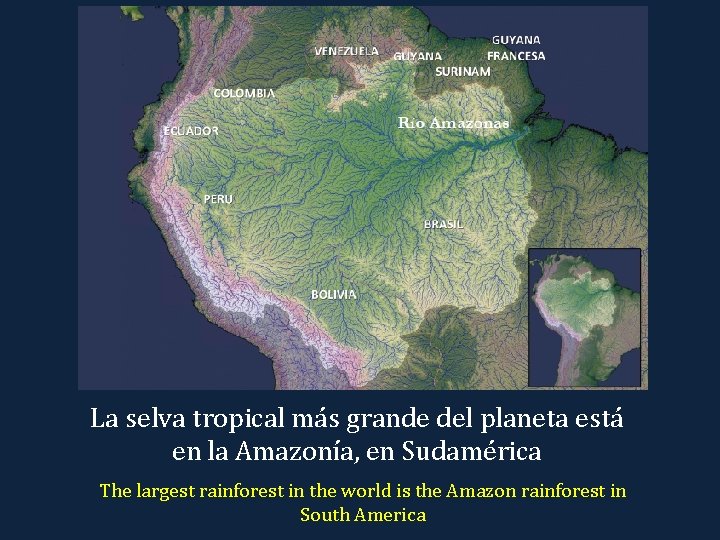 La selva tropical más grande del planeta está en la Amazonía, en Sudamérica The