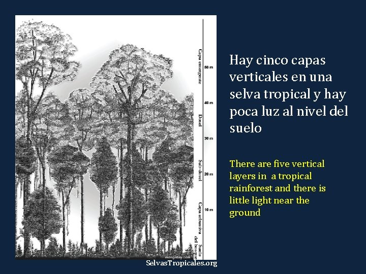 Hay cinco capas verticales en una selva tropical y hay poca luz al nivel