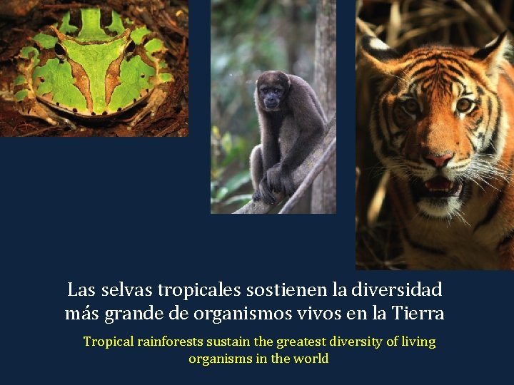 Las selvas tropicales sostienen la diversidad más grande de organismos vivos en la Tierra