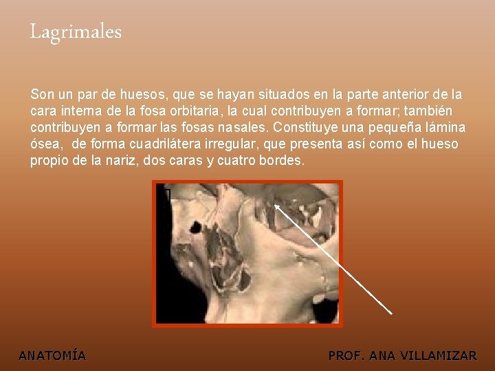Lagrimales Son un par de huesos, que se hayan situados en la parte anterior