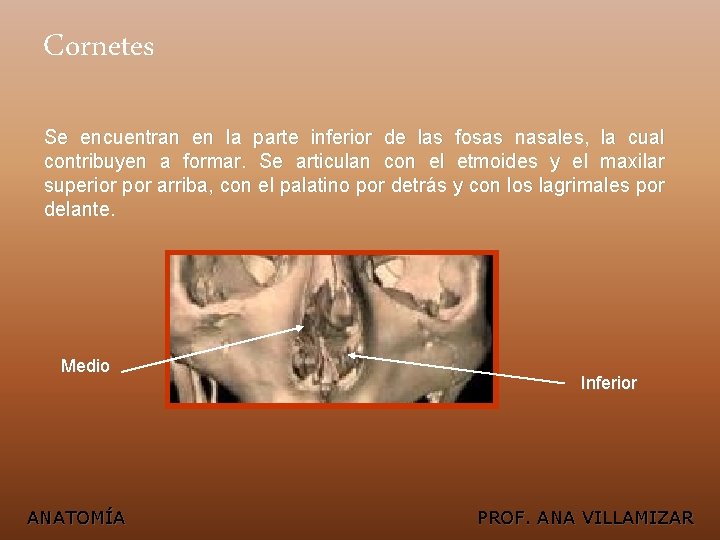 Cornetes Se encuentran en la parte inferior de las fosas nasales, la cual contribuyen